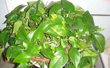 盆栽花卉叶片发黄的5个预防措施