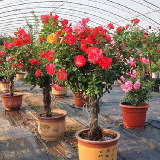 江西盆栽微型月季轻简化育苗