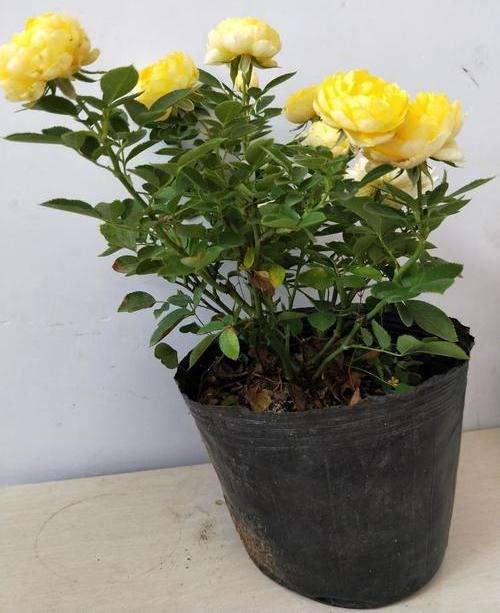 江西盆栽微型月季轻简化育苗