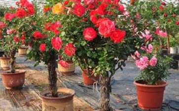 江西盆栽微型月季轻简化育苗的3个技术