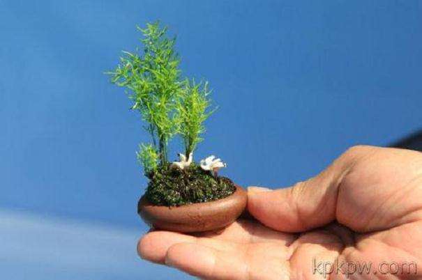 浅谈怎么制作微型盆栽的6个技术
