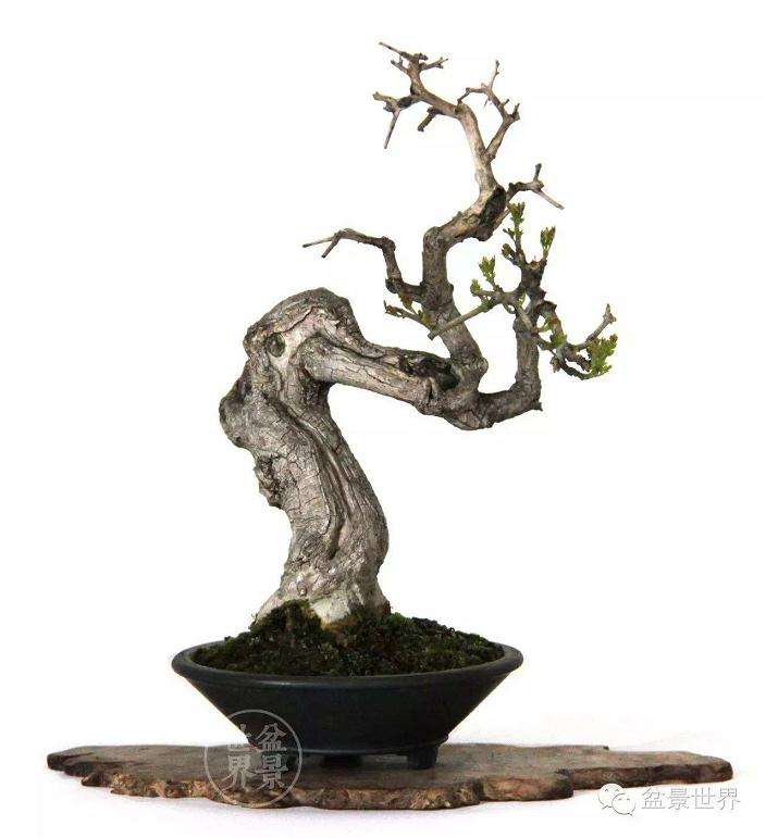 浅谈怎么制作微型盆栽的6个技术