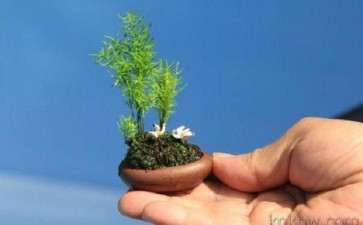 浅谈怎么制作微型盆栽的6个技术