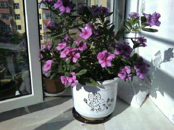 铁灭克在盆栽花木的4个注意事项