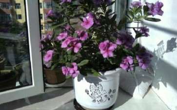 铁灭克在盆栽花木的4个注意事项