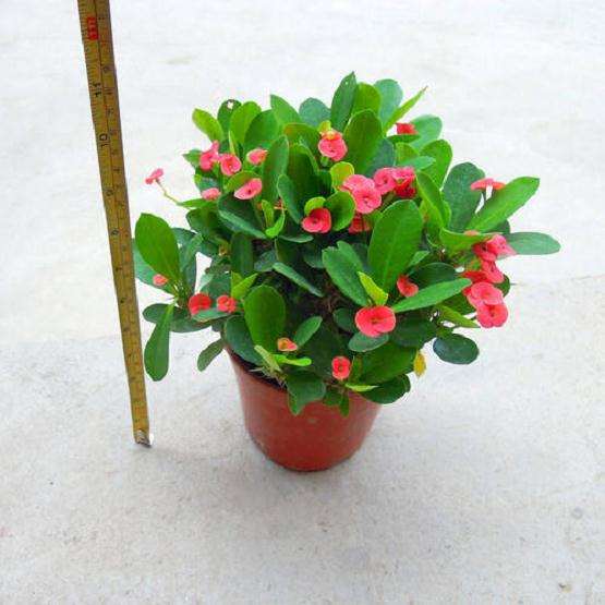 铁灭克在盆栽花木的8个杀虫效果