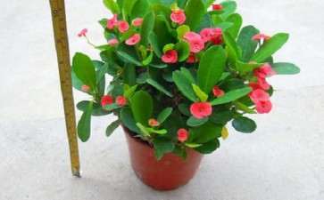 铁灭克在盆栽花木的8个杀虫效果