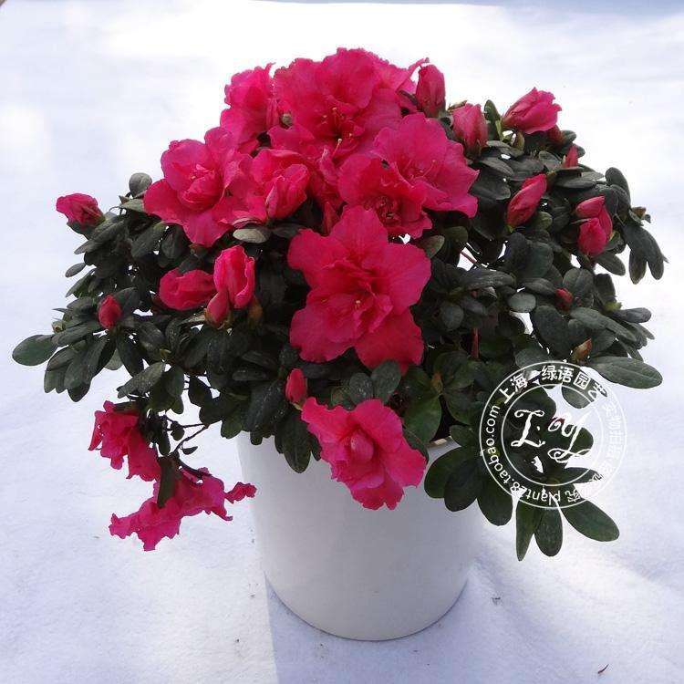 铁灭克在盆栽花木上的应用方法