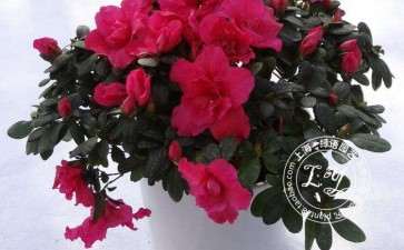 铁灭克在盆栽花木上的应用方法