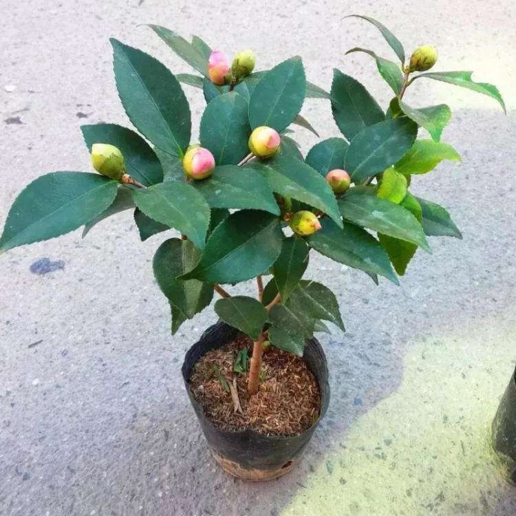 全日照盆栽山茶的4个优点是什么