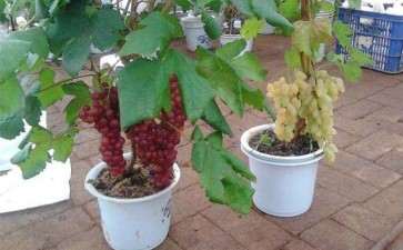 如何盆栽葡萄的4个方法 图片