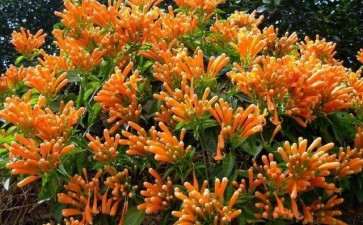 怎么制作巴西炮仗藤盆栽的方法