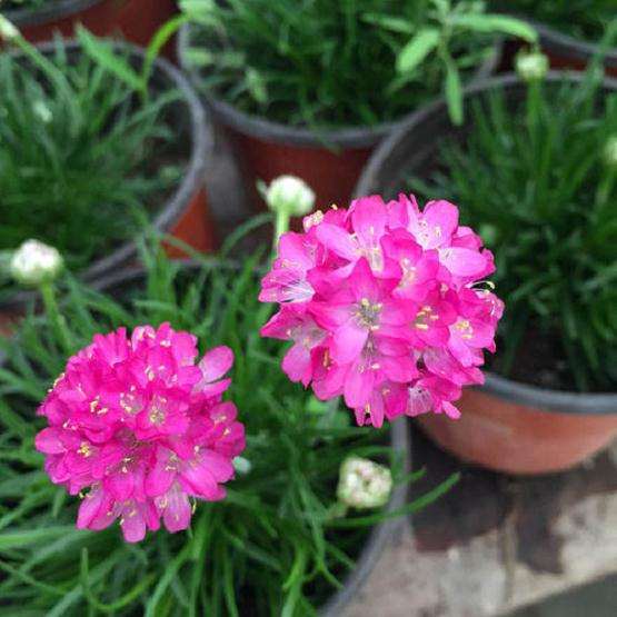 怎么制作海石竹盆栽的方法