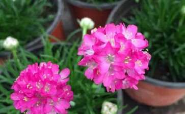 怎么制作海石竹盆栽的方法