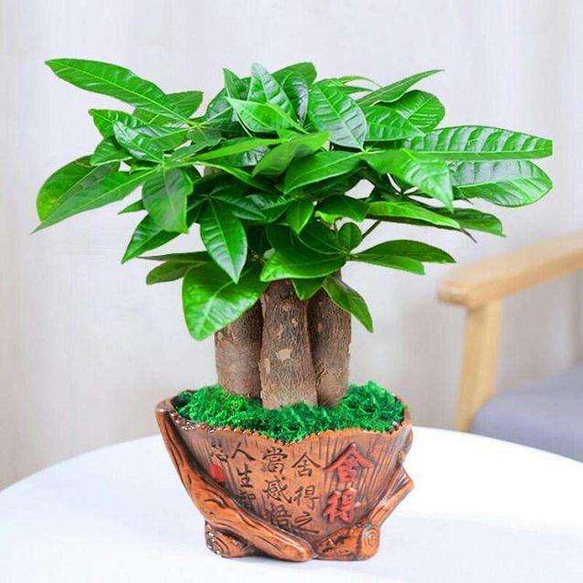 室内怎么盆栽发财树的6个方法