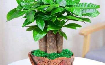 室内怎么盆栽发财树的6个方法