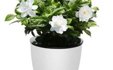 室内盆栽花卉怎么病害防治的5个方法