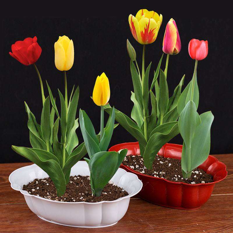 盆栽花卉怎么防治介壳虫的方法