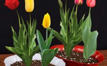 盆栽花卉怎么防治介壳虫的方法