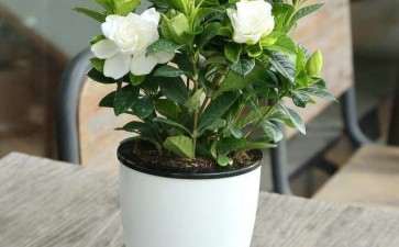 盆栽花卉怎么防治蚜虫的3个方法