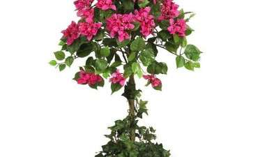 盆栽花卉怎么防红蜘蛛的3个方法