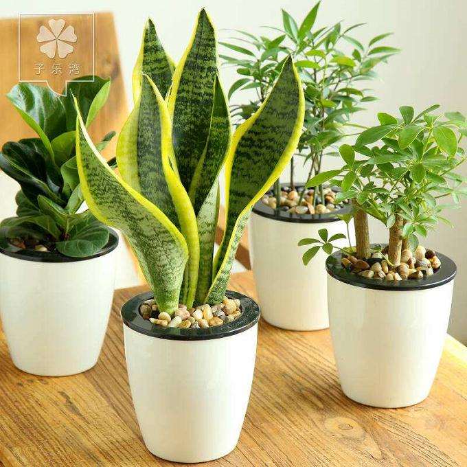 盆栽花卉怎么防治粉虱的3个方法