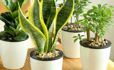 盆栽花卉怎么防治粉虱的3个方法