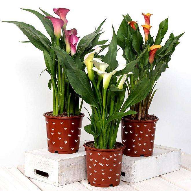 盆栽花卉怎么防治蜗牛和蛞蝓的3个方法