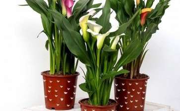 盆栽花卉怎么防治蜗牛和蛞蝓的3个方法