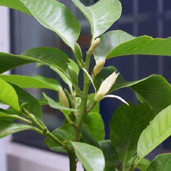 室内大型盆栽白兰怎么越冬的3个方法