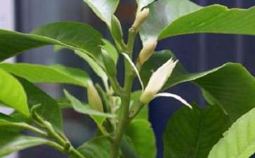 室内大型盆栽白兰怎么越冬的3个方法