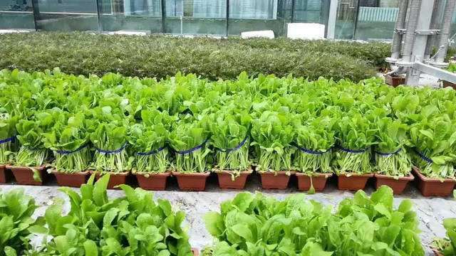 蔬菜怎么无土育苗盆栽的4个技术