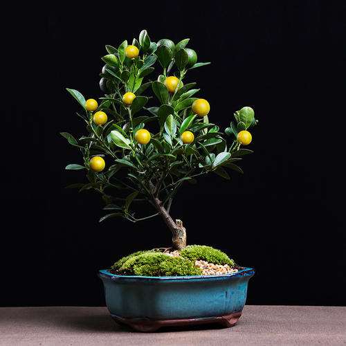 提高盆栽金桔着果率的5个技术措施