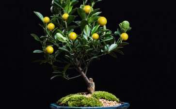 提高盆栽金桔着果率的5个技术措施