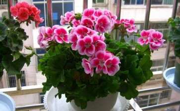 天竺葵怎么优质盆栽的7个技术