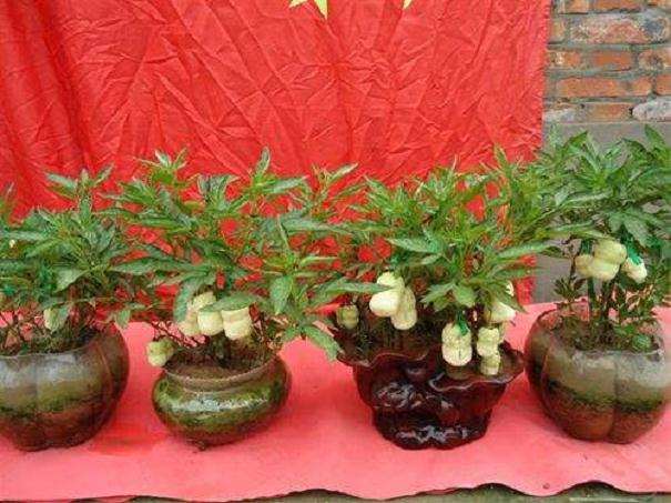 怎么制作人参果盆栽的4个方法