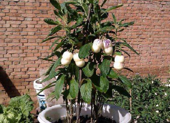 怎么制作人参果盆栽的4个方法