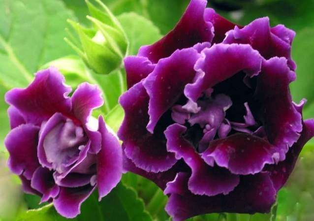 怎么微型盆栽大岩桐的3个方法