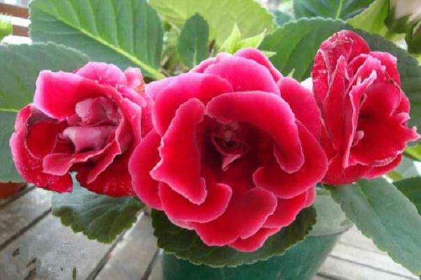 怎么微型盆栽大岩桐的3个方法