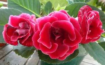 怎么微型盆栽大岩桐的3个方法