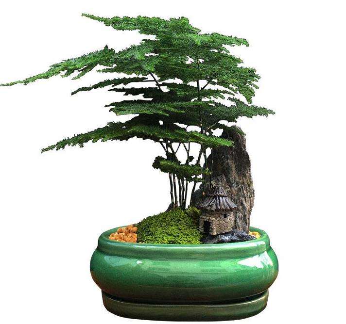 文竹盆栽怎么浇水施肥的7个方法