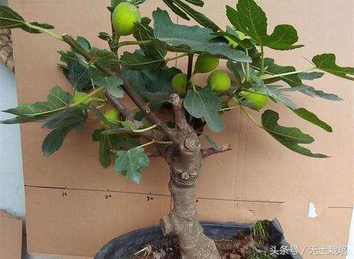 无花果盆栽怎么栽培的6个方法