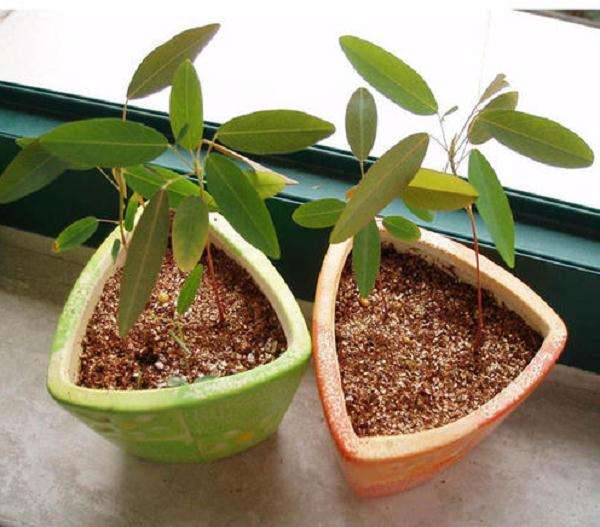 舞草盆栽怎么移植上盆的6个方法