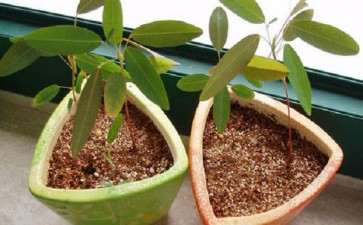 舞草盆栽怎么移植上盆的6个方法