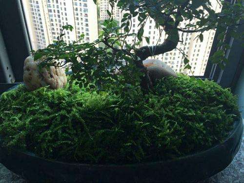 烯效唑对盆栽3种草坪草生长的影响