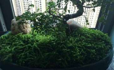 烯效唑对盆栽3种草坪草生长的影响