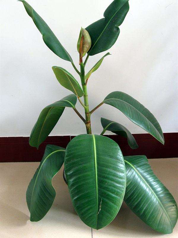 橡皮树微型无土盆栽工厂化生产工艺流程的研究