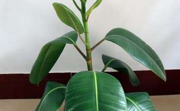 橡皮树微型无土盆栽工厂化生产工艺流程的研究