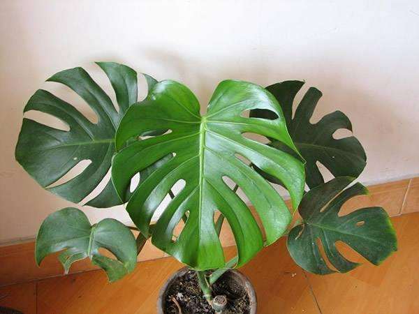 怎么室内盆栽斜叶龟背竹的5个方法