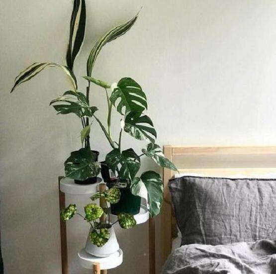 怎么室内盆栽斜叶龟背竹的5个方法